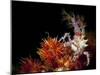 Candy Crab on Red Orange Soft Coral, Sulawesi, Indonesia-null-Mounted Photographic Print