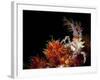 Candy Crab on Red Orange Soft Coral, Sulawesi, Indonesia-null-Framed Photographic Print