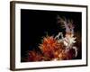 Candy Crab on Red Orange Soft Coral, Sulawesi, Indonesia-null-Framed Photographic Print