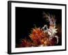 Candy Crab on Red Orange Soft Coral, Sulawesi, Indonesia-null-Framed Photographic Print