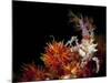 Candy Crab on Red Orange Soft Coral, Sulawesi, Indonesia-null-Mounted Photographic Print