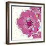 Candy Rose II-Clara Wells-Framed Giclee Print