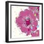 Candy Rose II-Clara Wells-Framed Giclee Print