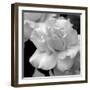 Candy Rose-Nicole Katano-Framed Photo