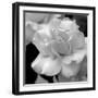 Candy Rose-Nicole Katano-Framed Photo