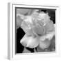 Candy Rose-Nicole Katano-Framed Photo