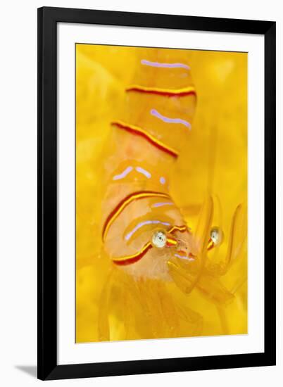 Candy Stripe Shrimp (Lebbeus Grandimanus) On A Yellow Sponge-Alex Mustard-Framed Photographic Print