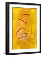 Candy Stripe Shrimp (Lebbeus Grandimanus) On A Yellow Sponge-Alex Mustard-Framed Premium Photographic Print