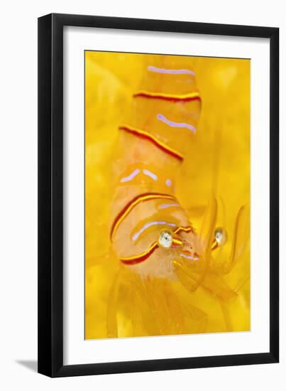 Candy Stripe Shrimp (Lebbeus Grandimanus) On A Yellow Sponge-Alex Mustard-Framed Premium Photographic Print