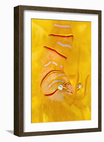 Candy Stripe Shrimp (Lebbeus Grandimanus) On A Yellow Sponge-Alex Mustard-Framed Photographic Print