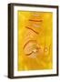 Candy Stripe Shrimp (Lebbeus Grandimanus) On A Yellow Sponge-Alex Mustard-Framed Photographic Print