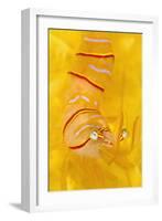 Candy Stripe Shrimp (Lebbeus Grandimanus) On A Yellow Sponge-Alex Mustard-Framed Photographic Print