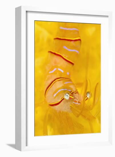 Candy Stripe Shrimp (Lebbeus Grandimanus) On A Yellow Sponge-Alex Mustard-Framed Photographic Print