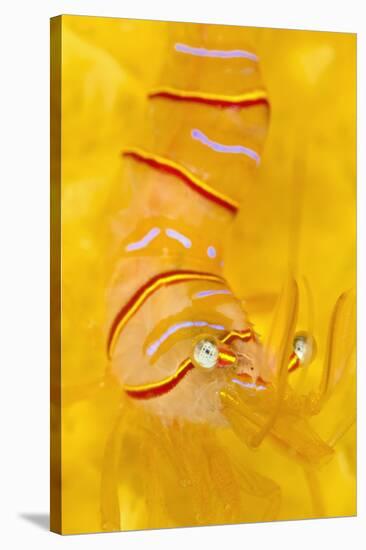 Candy Stripe Shrimp (Lebbeus Grandimanus) On A Yellow Sponge-Alex Mustard-Stretched Canvas