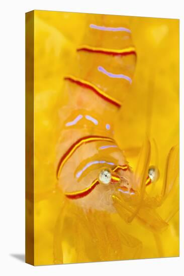 Candy Stripe Shrimp (Lebbeus Grandimanus) On A Yellow Sponge-Alex Mustard-Stretched Canvas