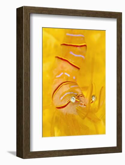 Candy Stripe Shrimp (Lebbeus Grandimanus) On A Yellow Sponge-Alex Mustard-Framed Photographic Print