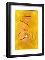 Candy Stripe Shrimp (Lebbeus Grandimanus) On A Yellow Sponge-Alex Mustard-Framed Photographic Print