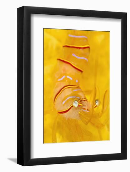 Candy Stripe Shrimp (Lebbeus Grandimanus) On A Yellow Sponge-Alex Mustard-Framed Photographic Print