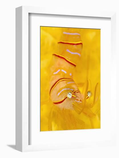 Candy Stripe Shrimp (Lebbeus Grandimanus) On A Yellow Sponge-Alex Mustard-Framed Photographic Print