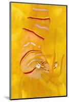 Candy Stripe Shrimp (Lebbeus Grandimanus) On A Yellow Sponge-Alex Mustard-Mounted Photographic Print