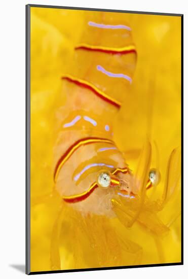 Candy Stripe Shrimp (Lebbeus Grandimanus) On A Yellow Sponge-Alex Mustard-Mounted Photographic Print