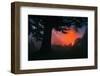 Candy Sunrise and Mist,  Through the Trees, Oakland California-Vincent James-Framed Photographic Print