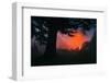 Candy Sunrise and Mist,  Through the Trees, Oakland California-Vincent James-Framed Photographic Print