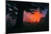 Candy Sunrise and Mist,  Through the Trees, Oakland California-Vincent James-Mounted Photographic Print