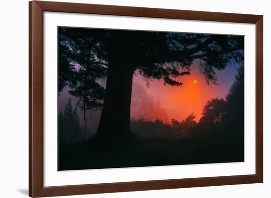 Candy Sunrise and Mist,  Through the Trees, Oakland California-Vincent James-Framed Photographic Print