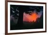 Candy Sunrise and Mist,  Through the Trees, Oakland California-Vincent James-Framed Photographic Print