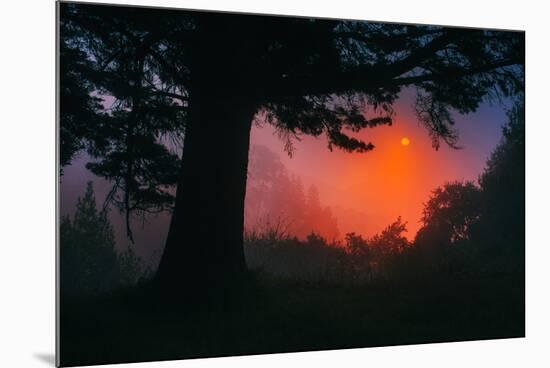 Candy Sunrise and Mist,  Through the Trees, Oakland California-Vincent James-Mounted Photographic Print
