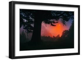 Candy Sunrise and Mist,  Through the Trees, Oakland California-Vincent James-Framed Photographic Print