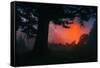 Candy Sunrise and Mist,  Through the Trees, Oakland California-Vincent James-Framed Stretched Canvas