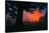 Candy Sunrise and Mist,  Through the Trees, Oakland California-Vincent James-Stretched Canvas