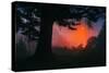 Candy Sunrise and Mist,  Through the Trees, Oakland California-Vincent James-Stretched Canvas