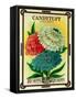 Candytuft Seed Packet-Lantern Press-Framed Stretched Canvas