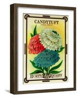 Candytuft Seed Packet-Lantern Press-Framed Art Print