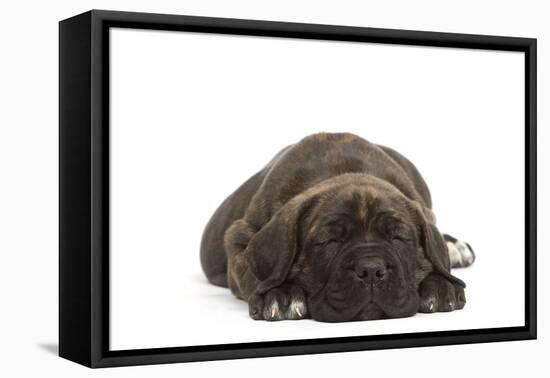 Cane Corso (Italian Guard Dog) Lying-null-Framed Stretched Canvas