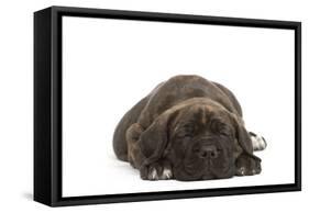 Cane Corso (Italian Guard Dog) Lying-null-Framed Stretched Canvas