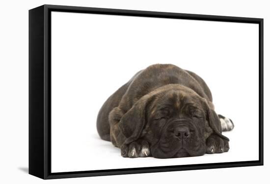 Cane Corso (Italian Guard Dog) Lying-null-Framed Stretched Canvas