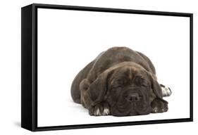 Cane Corso (Italian Guard Dog) Lying-null-Framed Stretched Canvas