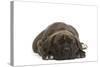 Cane Corso (Italian Guard Dog) Lying-null-Stretched Canvas