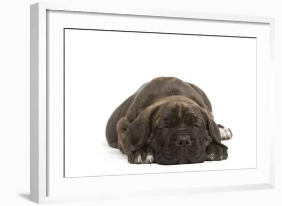 Cane Corso (Italian Guard Dog) Lying-null-Framed Photographic Print