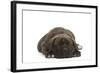 Cane Corso (Italian Guard Dog) Lying-null-Framed Photographic Print