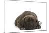 Cane Corso (Italian Guard Dog) Lying-null-Mounted Photographic Print