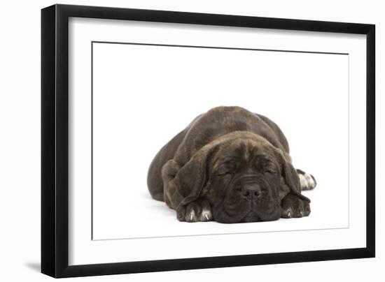 Cane Corso (Italian Guard Dog) Lying-null-Framed Photographic Print