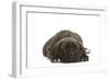 Cane Corso (Italian Guard Dog) Lying-null-Framed Photographic Print