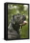 Cane Corso, Italian Mastiff Side View of Head-null-Framed Stretched Canvas