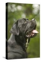 Cane Corso, Italian Mastiff Side View of Head-null-Stretched Canvas