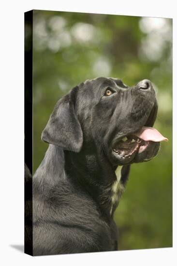 Cane Corso, Italian Mastiff Side View of Head-null-Stretched Canvas